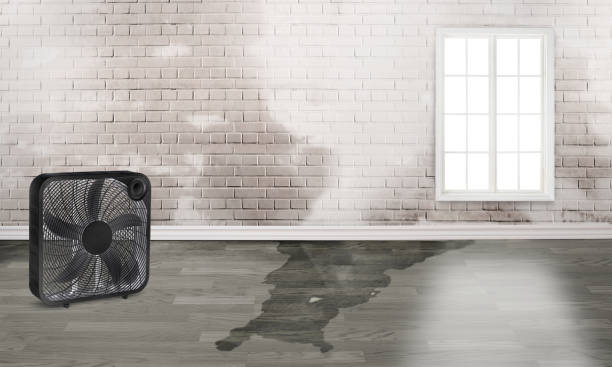 Best Water damage cleanup near me  in Freeland, PA